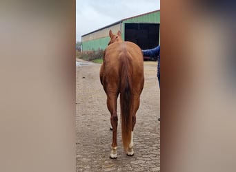 American Quarter Horse, Mare, 4 years, 14,2 hh, Chestnut-Red