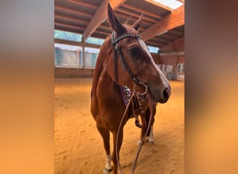 American Quarter Horse, Mare, 4 years, 14,2 hh, Chestnut-Red