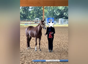American Quarter Horse, Mare, 4 years, 14,2 hh, Chestnut-Red