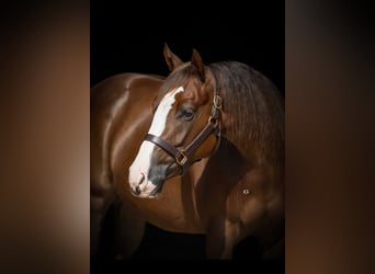 American Quarter Horse, Mare, 4 years, 14,2 hh, Chestnut