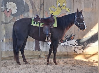 American Quarter Horse, Mare, 4 years, 14,2 hh, Chestnut
