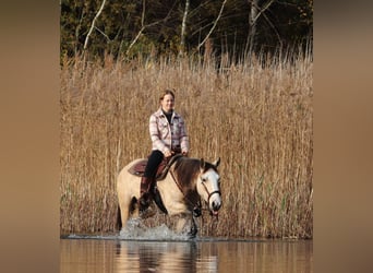 American Quarter Horse Mix, Mare, 4 years, 14,2 hh, Dun