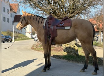 American Quarter Horse, Mare, 4 years, 14,2 hh, Dun