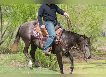 American Quarter Horse, Mare, 4 years, 14,2 hh, Grey