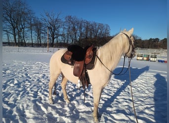 American Quarter Horse, Mare, 4 years, 14,2 hh, Palomino