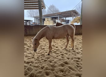 American Quarter Horse, Mare, 4 years, 14,2 hh, Palomino