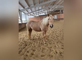 American Quarter Horse, Mare, 4 years, 14,2 hh, Palomino