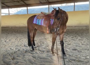American Quarter Horse, Mare, 4 years, 14,2 hh, Red Dun