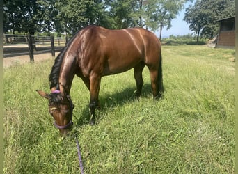 American Quarter Horse, Mare, 4 years, 14,2 hh, Red Dun
