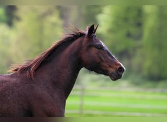 American Quarter Horse, Mare, 4 years, 14,2 hh, Roan-Bay