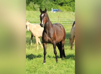 American Quarter Horse, Mare, 4 years, 14,2 hh, Roan-Bay