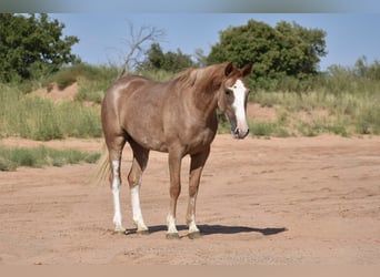 American Quarter Horse, Mare, 4 years, 14,2 hh, Roan-Red