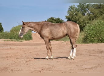 American Quarter Horse, Mare, 4 years, 14,2 hh, Roan-Red