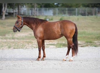 American Quarter Horse, Mare, 4 years, 14,2 hh, Sorrel