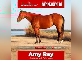 American Quarter Horse, Mare, 4 years, 14,3 hh, Bay