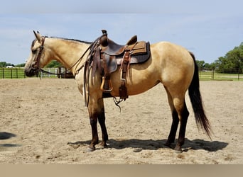 American Quarter Horse, Mare, 4 years, 14,3 hh, Buckskin