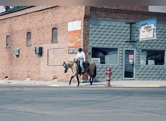 American Quarter Horse, Mare, 4 years, 14,3 hh, Buckskin