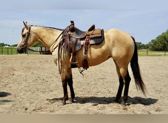 American Quarter Horse, Mare, 4 years, 14,3 hh, Buckskin