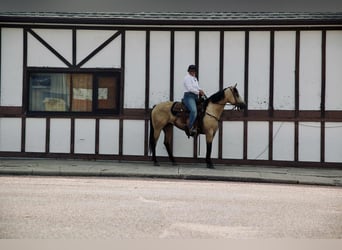 American Quarter Horse, Mare, 4 years, 14,3 hh, Buckskin