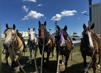 American Quarter Horse, Mare, 4 years, 14,3 hh, Buckskin