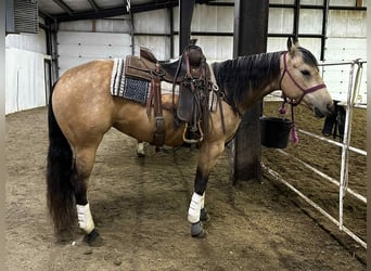 American Quarter Horse, Mare, 4 years, 14,3 hh, Buckskin