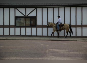 American Quarter Horse, Mare, 4 years, 14,3 hh, Buckskin
