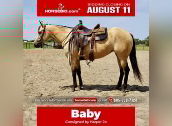 American Quarter Horse, Mare, 4 years, 14,3 hh, Buckskin