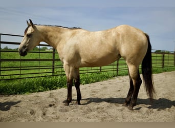 American Quarter Horse, Mare, 4 years, 14,3 hh, Buckskin