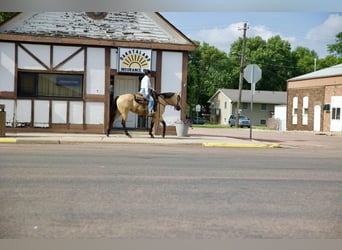 American Quarter Horse, Mare, 4 years, 14,3 hh, Buckskin