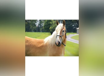 American Quarter Horse, Mare, 4 years, 14,3 hh, Chestnut