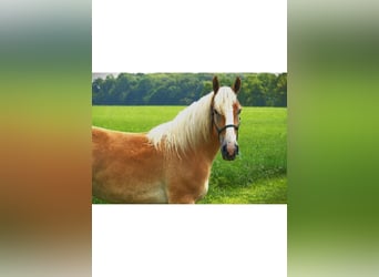 American Quarter Horse, Mare, 4 years, 14,3 hh, Chestnut