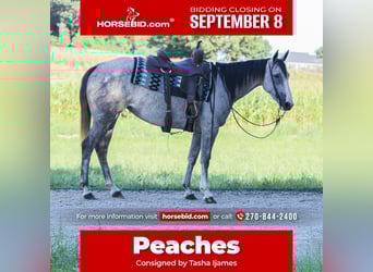 American Quarter Horse, Mare, 4 years, 14,3 hh, Grey
