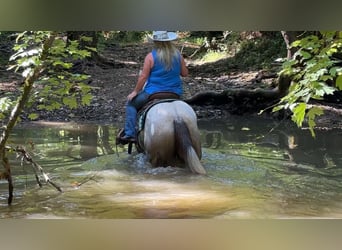 American Quarter Horse, Mare, 4 years, 14,3 hh, Grey