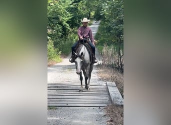 American Quarter Horse, Mare, 4 years, 14,3 hh, Grey