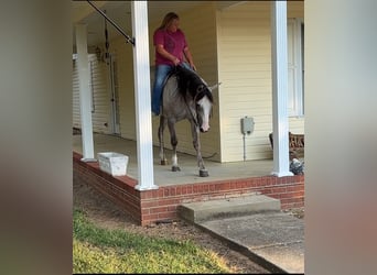 American Quarter Horse, Mare, 4 years, 14,3 hh, Grey