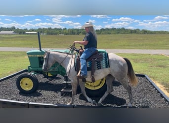 American Quarter Horse, Mare, 4 years, 14,3 hh, Grey