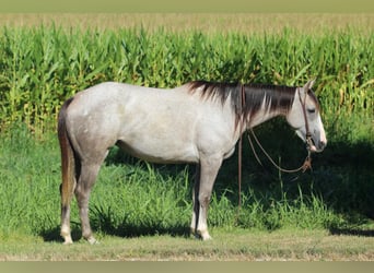 American Quarter Horse, Mare, 4 years, 14,3 hh, Grey