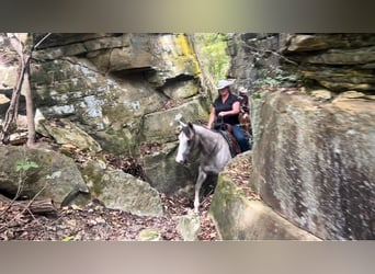 American Quarter Horse, Mare, 4 years, 14,3 hh, Grey