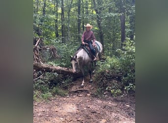 American Quarter Horse, Mare, 4 years, 14,3 hh, Grey