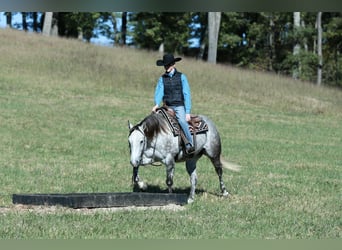 American Quarter Horse, Mare, 4 years, 14,3 hh, Grey