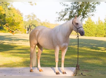 American Quarter Horse, Mare, 4 years, 14,3 hh, Palomino