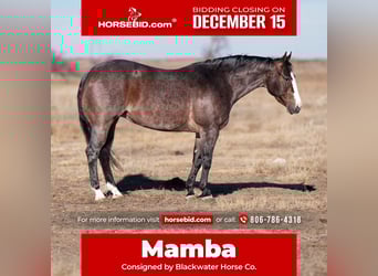 American Quarter Horse, Mare, 4 years, 14,3 hh, Roan-Bay