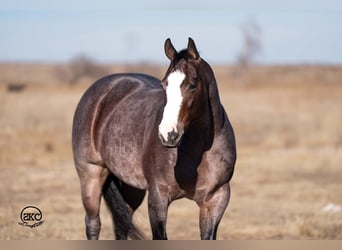 American Quarter Horse, Mare, 4 years, 14,3 hh, Roan-Bay