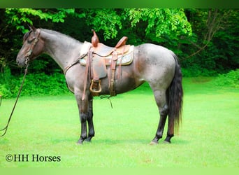 American Quarter Horse, Mare, 4 years, 14,3 hh, Roan-Blue