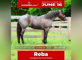 American Quarter Horse, Mare, 4 years, 14,3 hh, Roan-Blue