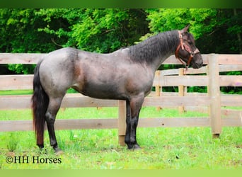 American Quarter Horse, Mare, 4 years, 14,3 hh, Roan-Blue