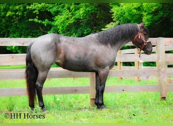American Quarter Horse, Mare, 4 years, 14,3 hh, Roan-Blue