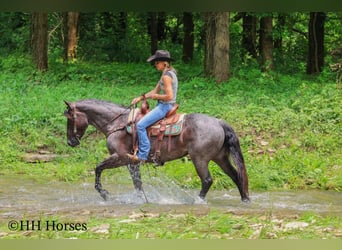 American Quarter Horse, Mare, 4 years, 14,3 hh, Roan-Blue