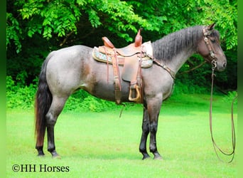 American Quarter Horse, Mare, 4 years, 14,3 hh, Roan-Blue