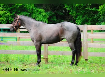American Quarter Horse, Mare, 4 years, 14,3 hh, Roan-Blue